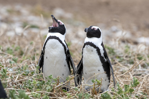 African Penguin, photo 4 of 7