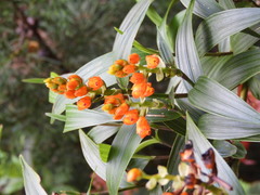 Elleanthus aurantiacus