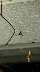 Araneinae