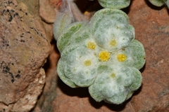 Galeomma oculus-cati