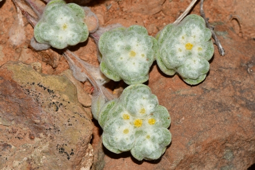 Representative image of Galeomma