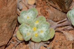 Galeomma oculus-cati