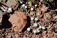 Galeomma oculus-cati