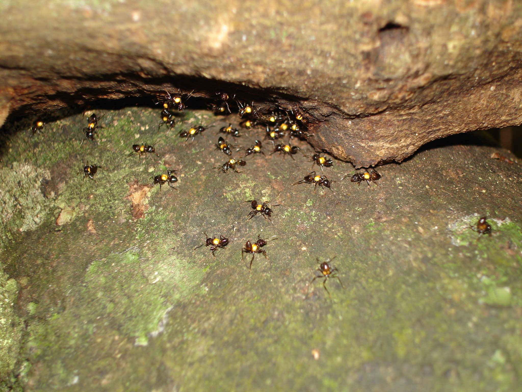 Crematogaster inflata