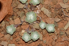 Galeomma oculus-cati