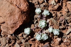 Galeomma oculus-cati