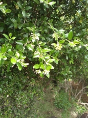 Atalantia monophylla