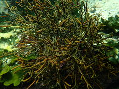 Bifurcariopsis capensis