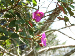 Andesanthus