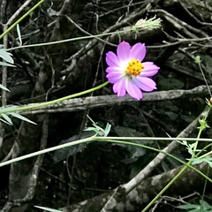 Cosmos caudatus