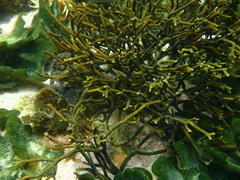 Bifurcariopsis capensis