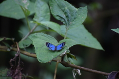 Mesosemia messeis