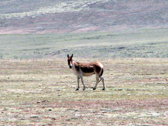 Equus kiang