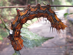 Dudusa sphingiformis