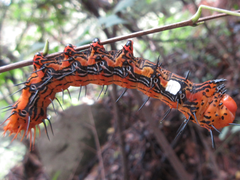 Dudusa sphingiformis