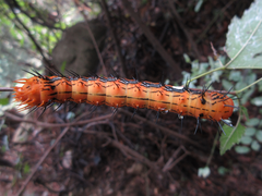 Dudusa sphingiformis