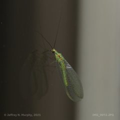 Chrysopa coloradensis