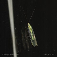 Chrysopa coloradensis