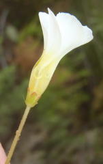 Oxalis fergusonae