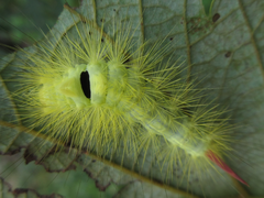 Calliteara pseudabietis