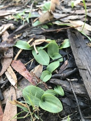 Chiloglottis gunnii
