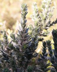 Amphithalea imbricata