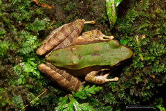 Odorrana chloronota