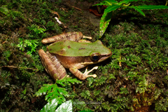 Odorrana chloronota