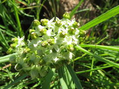 Xysmalobium involucratum