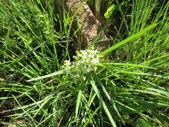 Xysmalobium involucratum