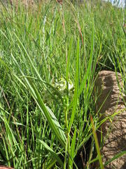 Xysmalobium involucratum