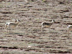 Procapra picticaudata