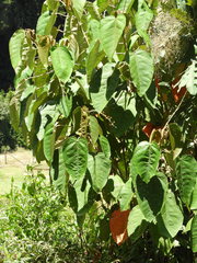 Croton magdalenensis