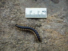 Orthomorpha lauta