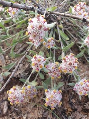 Helichrysum candolleanum