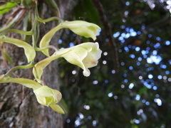 Rodriguezia granadensis