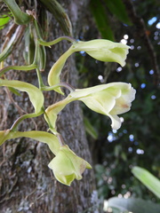 Rodriguezia granadensis