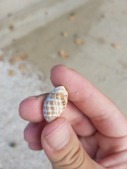 Tenguella marginalba