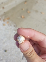 Tenguella marginalba