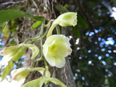 Rodriguezia granadensis