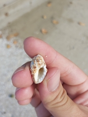 Tenguella marginalba