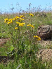Berkheya setifera