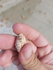 Tenguella marginalba