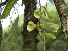 Rodriguezia granadensis