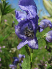 Aconitum nasutum