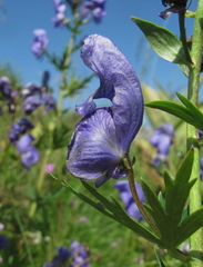 Aconitum nasutum