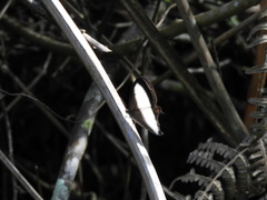 Oressinoma typhla typhla