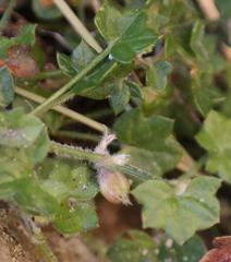 Centella macrodus