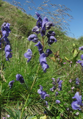 Aconitum nasutum
