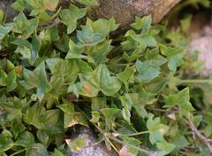 Centella macrodus